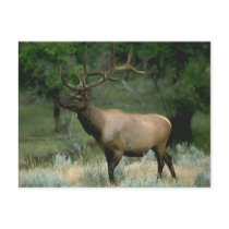 Beautiful Elk Post Card