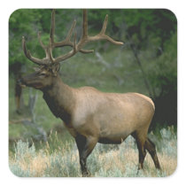 Beautiful Elk Stickers