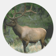Beautiful Elk Sticker