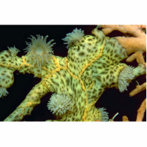 Beautiful Encrusting anemones attached to a sea fa Photo Cutout