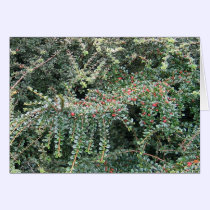 Beautiful Evergreen cards