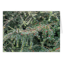 Beautiful Evergreen cards