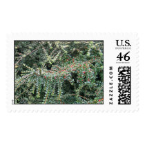 Beautiful Evergreen postage