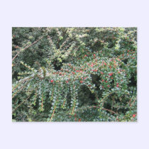 Beautiful Evergreen postcards