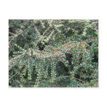 Beautiful Evergreen postcards
