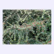 Beautiful Evergreen posters
