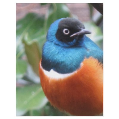 Beautiful Exotic Bird Perched Personalized Flyer by NatureCraze