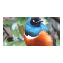 Beautiful Exotic Bird Perched Photo Cards