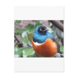 Beautiful Exotic Bird Perched Post Card
