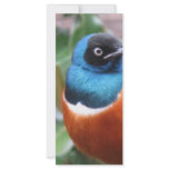 Beautiful Exotic Bird Perched Rack Card