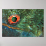 Beautiful Eye of a parrotfish Poster