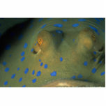 Beautiful Eyes of a blue spot stingray Cut Outs
