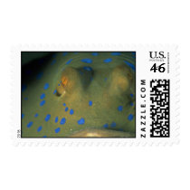 Beautiful Eyes of a blue spot stingray Stamps