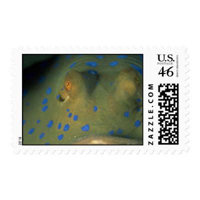 Beautiful Eyes of a blue spot stingray Stamps by inspirelove