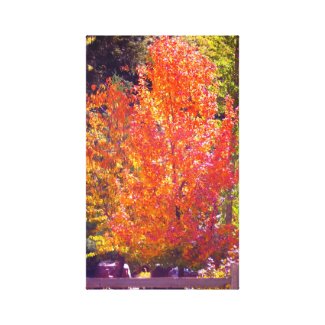 Beautiful Fall Colors 2 wrappedcanvas