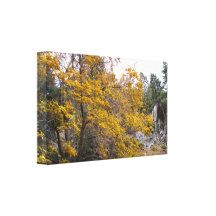 Beautiful Fall Colors Canvas Prints