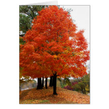 Beautiful Fall Notecard