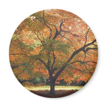 Beautiful Fall Tree Refrigerator Magnet