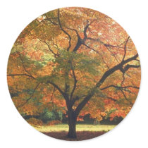 Beautiful Fall Tree stickers