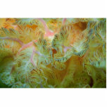 Beautiful Feathery gills of a Spanish dancer nudib Photo Cutouts