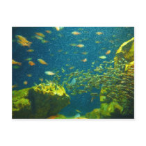 Beautiful fish post card