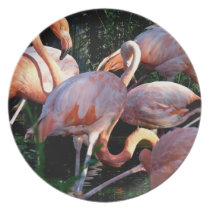 Beautiful Flamingo Plate