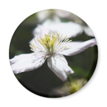 Beautiful flower photos fridge magnets