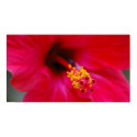 Beautiful Flower posters