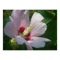 Beautiful Flower Poster posters