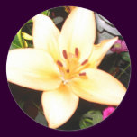 Beautiful flower