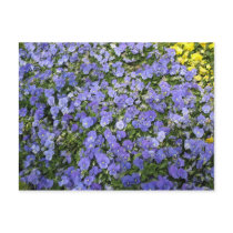 Beautiful Flowers - postcard by DonnaGrayson Beautiful Flowers - postcard