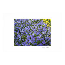 Beautiful Flowers posters