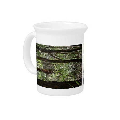 Beautiful Forest landscape with tall trees Pitchers