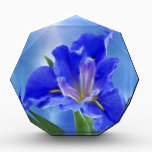 Beautiful fractal iris and its meaning awards
