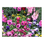 Beautiful Garden Poster posters