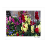 Beautiful Garden Poster Print posters