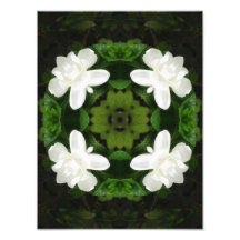 Beautiful Gardenia 5 Kaleidoscope 1 Photo Print