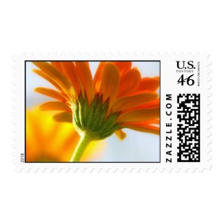 Beautiful Gerbera stamp
