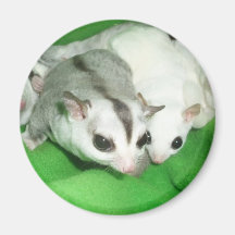 Beautiful gliders fridge magnet