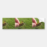 Beautiful Grass Hopper In Hand Bumper Stickers