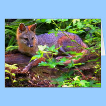 Beautiful Gray Fox cards