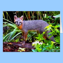 BEAUTIFUL GRAY FOX cards