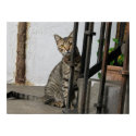 Beautiful gray tabby cat poster posters