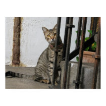 Beautiful gray tabby cat poster posters