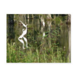 Beautiful Group Of Louisiana Herons Finding Food I Post Cards