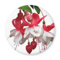 Beautiful hanging fuchsia plant magnets