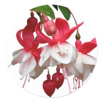 Beautiful hanging fuchsia plant sticker
