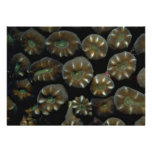 Beautiful Hard coral polyps from Indonesia Invites