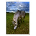 Beautiful horse close up cards by imagineallart Beautiful horse close up cards