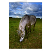 Beautiful horse close up cards by imagineallart Beautiful horse close up cards